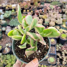Crassula argentea 'Money Tree' Variegata Succulent Plant