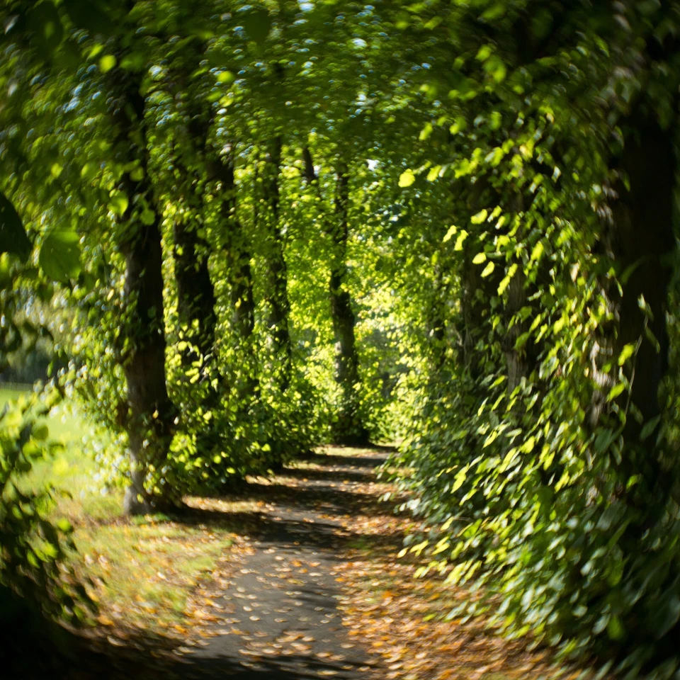 Micro 4/3 Fit 25mm F1.4 Lens Swirly Bokeh Dreamy Fits Panasonic Olympus Portrait - Image 2 of 4