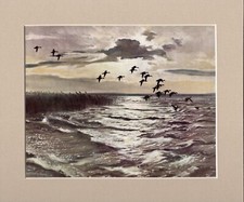 Peter Scott  WIGEON ALIGHTING ON THE LEE SIDE OF  THE LAKE. Original Print 1942