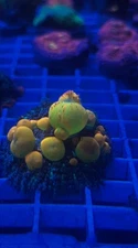 og bounce mushroom corals 2” (lps Sps Acropora Montipora Wwc Frag)