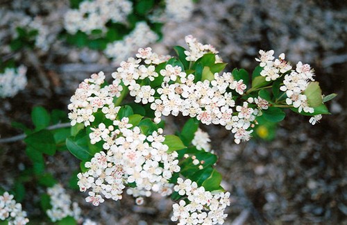 20 SCHWARZE APFELBEERENSAMEN - Aronia melanocarpa - Bild 3 von 6