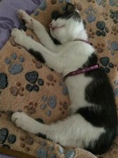 Warm Winter Pet Bed Blanket Mat Cover Paw Handcrafted Print Cat Dog Fleece