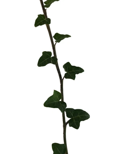 Efeu -Hedera Helix- 20 Samen