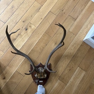 Large Deer Stag Antler Horns