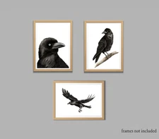 Watercolour Australian Raven Print Set - Native Australian Bird Artwork