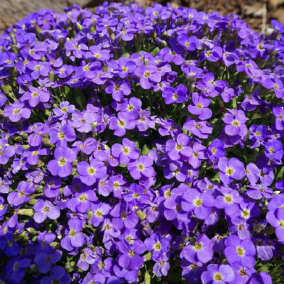 #ad Groundcover AUBRIETA WHITEWELL GEM Purple Rock Cress PERENNIAL NonGMO 1000 Seeds $4.48