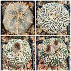 Astrophytum asterias 'Super Kabuto' V-tipe 5-ribs 10seeds 2025 year
