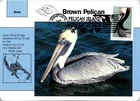 Dr Jim Stamps Maximum Card Pelican Island 37C Fdc