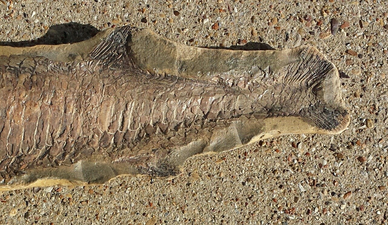Vinctifer Comptoni Fossil Fish, Brazil, 165 million yrs old, 22 inches