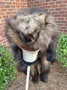 Wolverine Pelt for sale | eBay display picture 1