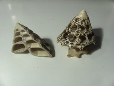 MADREPERLA CONCHIGLIA  2 PZ TENUTA IN ESPOSIZIONE BOTTONIFICIO USATE VEDI FOTO