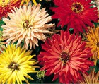 Zinnia Cactus Mix Zinnia Elegans - 1,200 Bulk Seeds