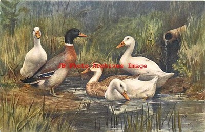 Mallard Ducks & Snow Goose at a Pond, Stahli No 137