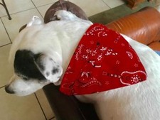 HOLIDAY Pet SLIP-ON COLLAR BANDANAS Assorted Sizes and Styles