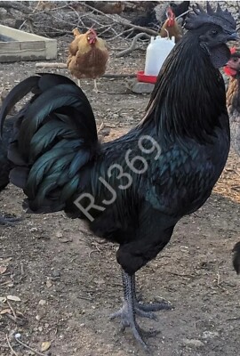 6+ Ayam Cemani Chicken Hatching Eggs Unique All Black Bird Totally Black