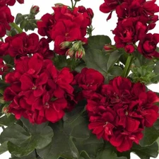 10 Double Red Geranium Seeds Hanging Basket Perennial Flowers Seed Flower 328