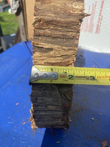 🔥VIBRANT X-LARGE RED CEDAR LIVE EDGE WOOD COOKIE FOR RUSTIC WOOD PROJECT SMELLS - Picture 4 of 6