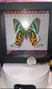 Urania (UranIIDAE) Butterfly Display Case Specimen Made in Peru