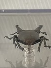 Large Cyclommatus Imperator Prodotto Per Collezionisti In Plaxi-Glass Case 85 mm — photo 8