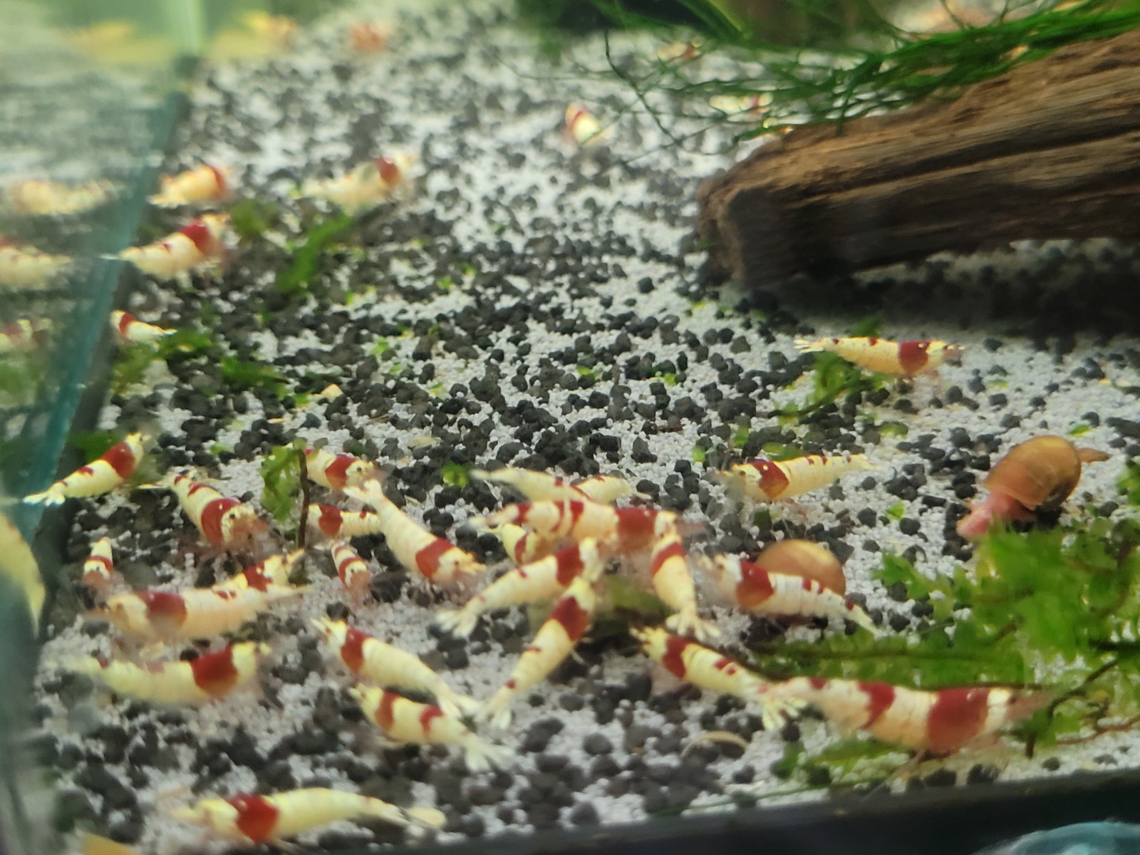 Crevettes Cantonensis PRL Pure Red Line Lot de 10 de Grade Supérieur pour Aquascaping