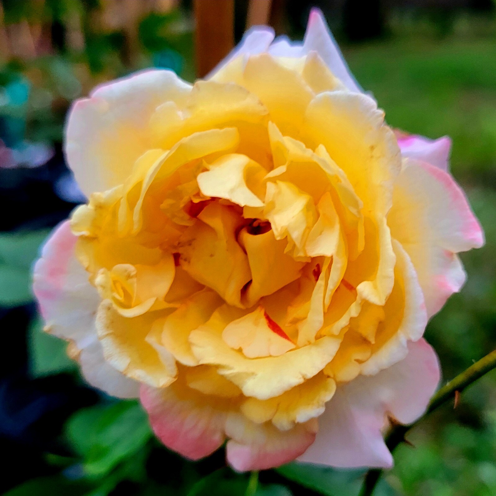 Leverkusen Climbing Rose One Gallon Live Plant eBay