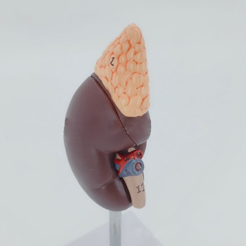 Rene umano con ghiandola surrenale modello medico anatomico esemplare urologia 1:1 - Foto 3 di 3