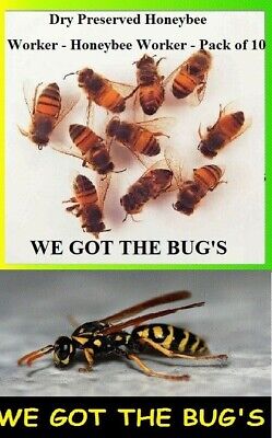 10 REAL YELLOW JACKET WASP & 10 Honey Bees V Pensylanica 
