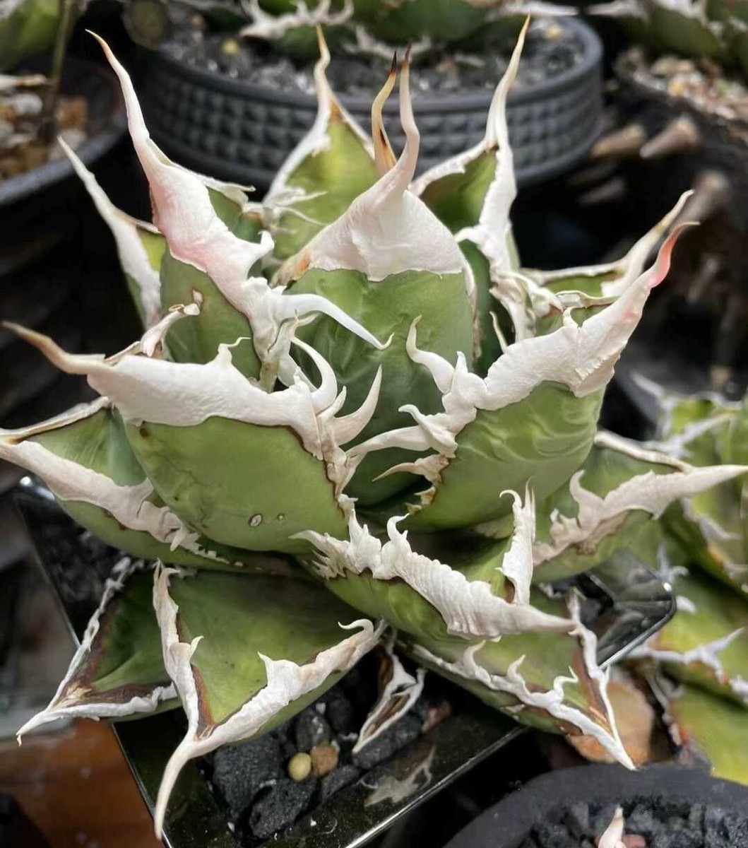 【MW】国産優良血統　緑犀牛　巌竜　チタノタ　agave オテロイ アガベ MW】国産優良血統 緑犀牛 巌竜 チタノタ agave オテロイ アガベ