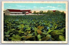 Vintage Lancaster County Tobacco Field Postcard, Pennsylvania