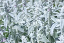 Rabbit Ear Plant Seeds for Planting | 30+ Seeds |