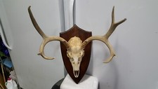 17 2/8 wide 5x4 Colorado MULE DEER RACK antlers whitetail mount sheds taxidermy