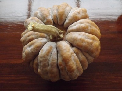 Kogigu Kürbis - Squash - 10+ Samen - Saatgut - HEIRLOOM aus JAPAN! C 015