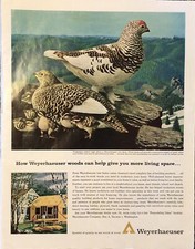1963 Weyerhaeuser Wood Lumber VTG 1960s 60s PRINT AD Tree Farms Ptarmigan Birds