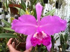 C. lueddemanniana 3 Pack (Pack #1) Species Cattleya Orchid Plant — photo 1