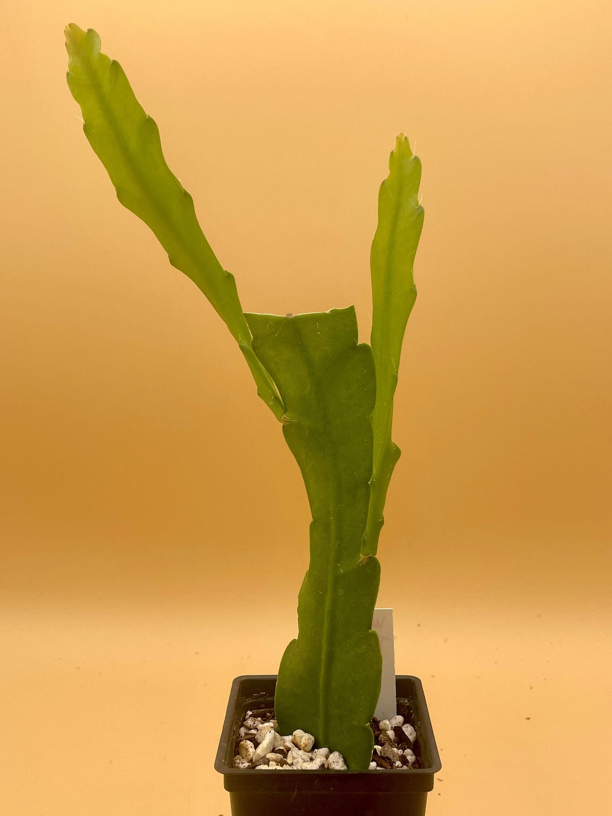 Epiphyllum Hybrid 'Wild Thing' Fully - Rooted Starter Pot