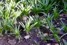 One Mature Amaryllis Belladonna Bulb with Offcet(s) Lily Pink Naked Lady Plant
