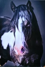 🐎 Paint Pinto Horse Single Trade Swap Playing Card