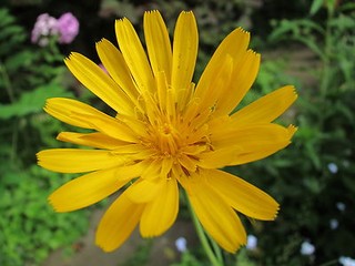 Wiesenbocksbart Tragopogon pratensis 200 Samen
