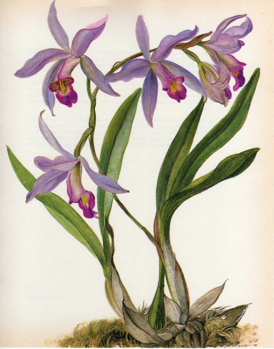 Vintage Botanical Print Orchid Flower Print Wall Art~Laelia