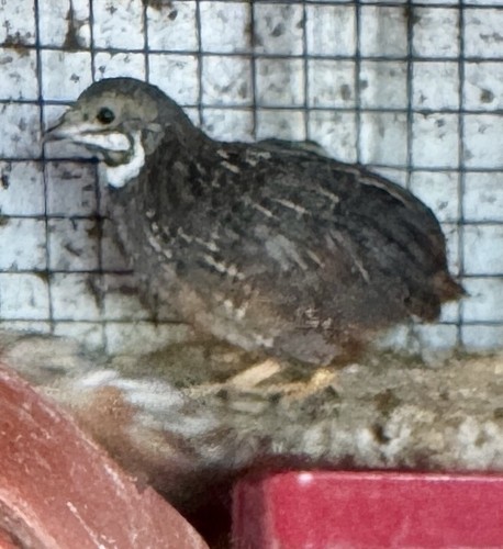 12 Button Quail Hatching Eggs of different color 12 Button Quail Hatching Eggs of different color