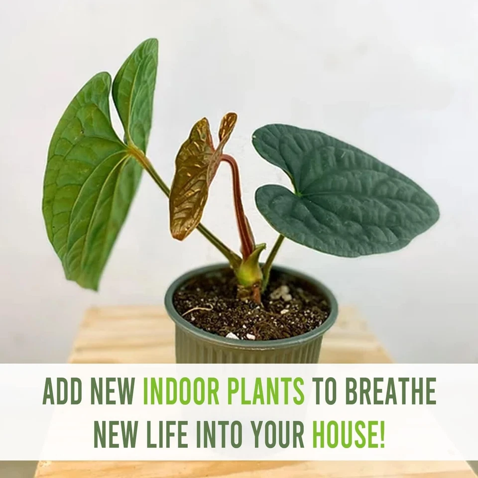 Anthurium Luxurian  by LEAL PLANTS ECUADOR Live Plants| Green Live House Plants - Image 3 of 4