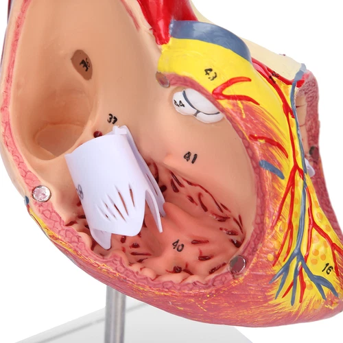 2X Life Size Heart Model Human Heart Teaching Model Simulation Heart Organ Model