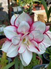 Imported Amaryllis Lily White  Magenta Color Flower Bulbs ForGardening Packof 2