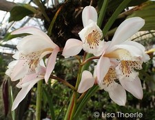 FLASK: Cymbidium wenshaense FRAGRANT, MODERATE SIZE orchid species