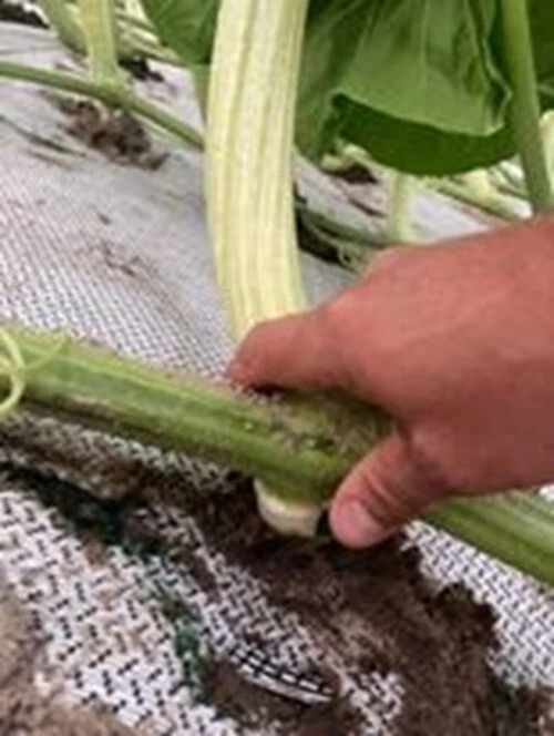 2184 Marintzer 2425 Daletas x 2168 Werner -- 2 Seeds - Image 3 of 4