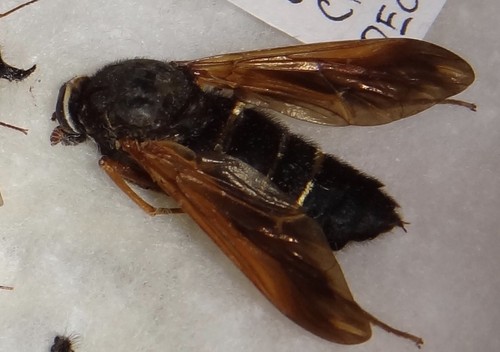 Diptera RARE 9 Mixed Fly Species Chile #1 Asilidae Bomyliidae Insect Collection - Picture 4 of 4