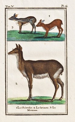 Spießhirsch Hirsch brocket deer animal Kupferstich gravure Buffon 1780