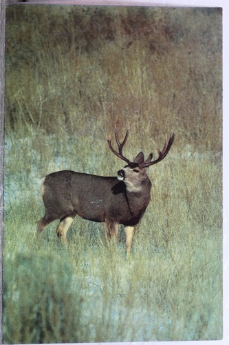 Montana MT Mule Deer Postcard Old Vintage Card View Standard Souvenir Postal PC