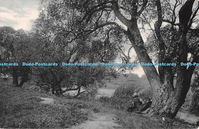 R536519 Wald Postkarte 1904
