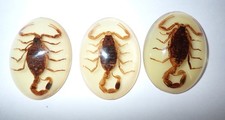 Lote de 3 piezas de espécimen de escorpión dorado cabujón de lucita ovalado 30x40 mm brillante